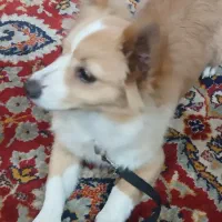 سگ ماده|سگ|پاکدشت, پاکدشت (مامازند)|دیوار