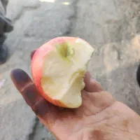 باغ سیو