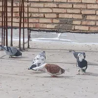 کبوتر ساعتی معاوضه با سگ