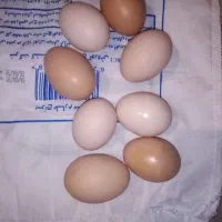 تخم مرغ تازه محلی طبیعی