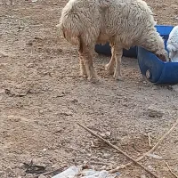 گوسفندعراقی درجه یک|حیوانات مزرعه|کارون, |دیوار