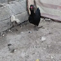 تخم مرغ نطفه دار گلین ریشی|حیوانات مزرعه|بهبهان, |دیوار