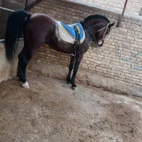 نریان عرب ایرانی|اسب و تجهیزات اسب‌سواری|سلماس, |دیوار