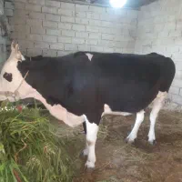 گاو خارجی آلمانی