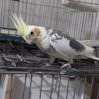 عروس هلندی یه جفت مولد با یه جوجه|پرنده|پاکدشت, پاکدشت (مامازند)|دیوار