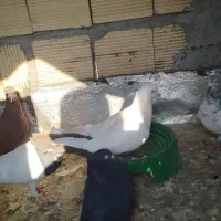 کفتر|پرنده|رامهرمز, |دیوار