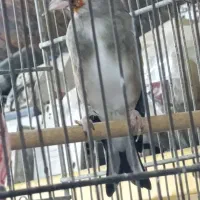 سهره لر خون