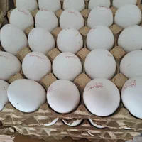 پخش تخم مرغ قند وشکر کلی و جزئی ب قیمت روز