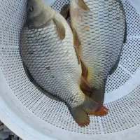 فروش ماهی زنده کپور گوشتی صادراتی