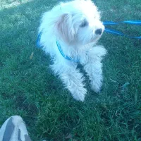 سگ گمشده|حیوانات|پیرانشهر, |دیوار