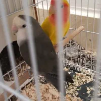 کوتوله برزیلی صورت هلویی|پرنده|تربتحیدریه, شهرک ولیعصر|دیوار