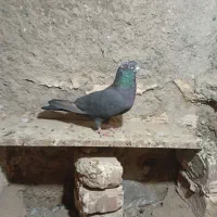 مجسمه کبوتر|مجسمه، تندیس، ماکت|زابل, |دیوار