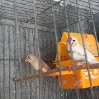 پرنده|پرنده|نورآباد ممسنی, |دیوار