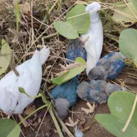 جوجه عروس هلندی و جوجه کوتوله