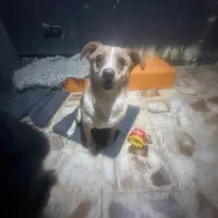 واگذاری رایگان اشپیتز