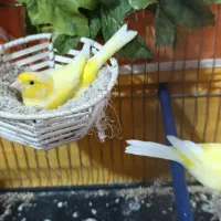 یه ماده قناری با چهار تا تخم