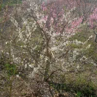 باغچه الوان ۷ ساله