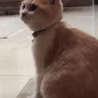 جفتگیری برای گربه نر