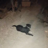 سگ خبر کن جوان|سگ|خمینی‌شهر, |دیوار