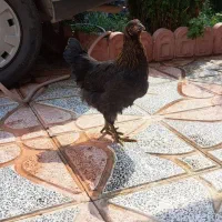 مرغ