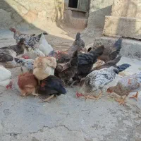 مرغ خروس جوجه کوردی|حیوانات مزرعه|کرمانشاه, |دیوار