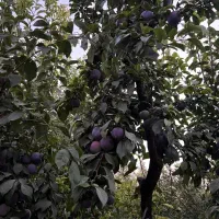 زمین باغ قدیمی ۳۶۰۰متر|فروش زمین و ملک کلنگی|هشتگرد, هشتگرد قدیم|دیوار