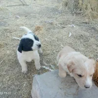 واگذاری رایگان سگ