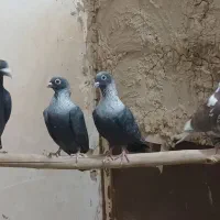 کفتر.کبوتر رنگی موشی|پرنده|رضویه, |دیوار