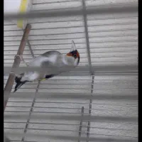 سهره کفتر قناری