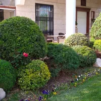 امورباغبانی و گل وگیاه|خدمات باغبانی و درختکاری|شیراز, پودنک|دیوار