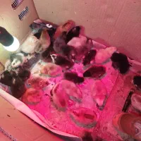 جوجه محلی 5 روزه|حیوانات مزرعه|خلیل آباد, |دیوار