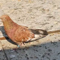 فروش تاپ وتعویض