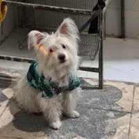 یک عددسگ به فروش میرسد