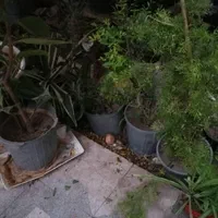 فروش گل و نهال|گل و گیاه طبیعی|شیراز, دارالرحمه|دیوار