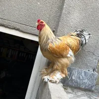 خروس برهما