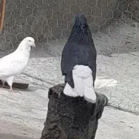 کفتر دم سفید