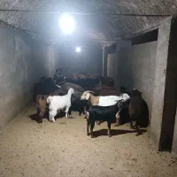 فروش گوسفند با قیمت عالی
