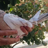 یه نررنگی عطیقه