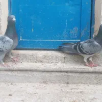 دوعددنرهوایی