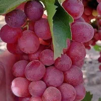 نهال انگور کشمشی و قرمز بی دانه