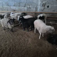 یکساله های نر ماده تالشی|حیوانات مزرعه|شاندرمن, |دیوار