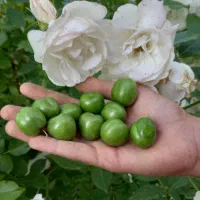 گوجه سبز