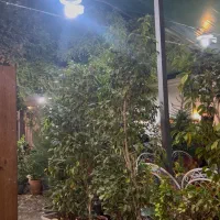 نیازمند نیرو اقا کمک اشپز در باغ رستوران