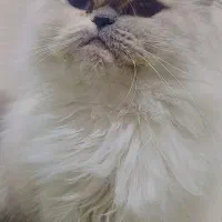 گربه پرشین|گربه|گرگان, |دیوار