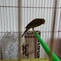 قناریسبز|پرنده|شیراز, شهرک صادقیه|دیوار