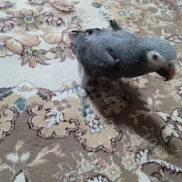 کاسکو سخنگو بدون پرکنی