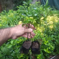 فروش شمشاد سبز نایلکسی|خدمات باغبانی و درختکاری|کتالم و سادات شهر, |دیوار