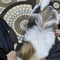 سگ شیتزو سوپر فلت سایز صفر