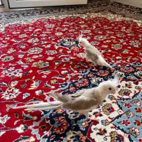 عروس هلندی وایت فیس نر