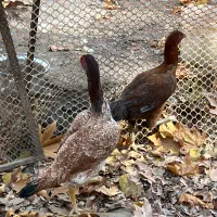 مرغ لاری|حیوانات مزرعه|آسارا, |دیوار